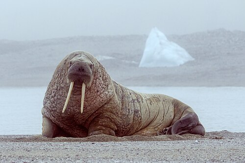Atlantic walrus